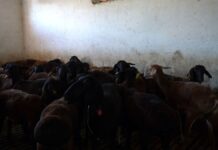 От 70 до 700 тысяч тенге: цены на жертвенных животных в Шымкенте