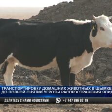В Шымкенте ввели ограничения из-за бруцеллёза