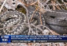 Казахстанцы столкнулись с нашествием змей