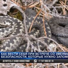 Казахстанцы столкнулись с нашествием змей