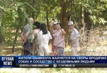 Шымкентцы жалуются на своры бродячих собак и соседство с бомжами