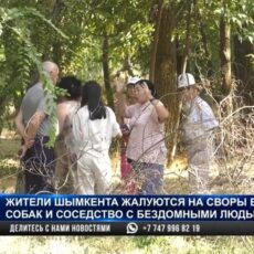 Шымкентцы жалуются на своры бродячих собак и соседство с бомжами