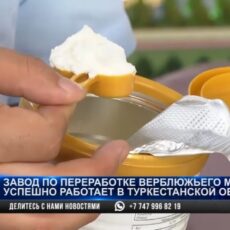 В Туркестане производят шубат в виде порошка