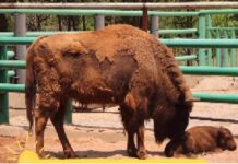 В шымкентском зоопарке родился зубренок