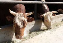 В Сауранском районе переходят на новую экономическую модель