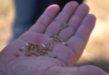 В Казахстане ввели запрет на ввоз пшеницы