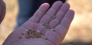 В Казахстане ввели запрет на ввоз пшеницы