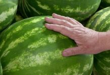 Почем нынче арбузы и дыни в Шымкенте?