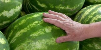 Почем нынче арбузы и дыни в Шымкенте?