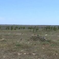 В Туркестанской области рассказали о работе питомников