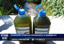 Хлорелла отлично прижилась в Шымкенте