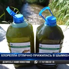 Хлорелла отлично прижилась в Шымкенте