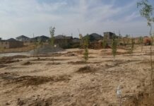 На месте незаконной торговли в Шымкенте создают зелёный уголок для горожан