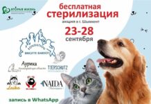 В Шымкенте пройдет акция по бесплатной стерилизации животных
