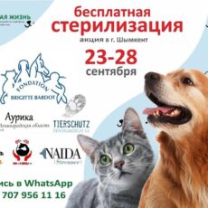 В Шымкенте пройдет акция по бесплатной стерилизации животных