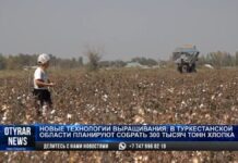 Новые технологии выращивания хлопка внедряют в Туркестанской области