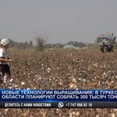 Новые технологии выращивания хлопка внедряют в Туркестанской области