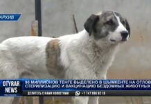 Более 1500 бездомных животных остались без стерилизации