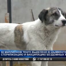 Более 1500 бездомных животных остались без стерилизации