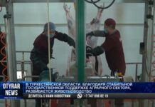 Мясо из Туркестанской области впервые экспортировали в Таджикистан