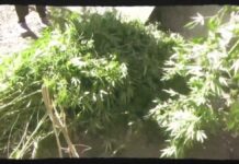 Крупную партию конопли выращивал житель Шымкента у себя во дворе