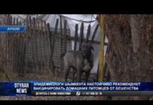 Эпидемиологи настоятельно рекомендуют вакцинировать домашних питомцев от бешенства
