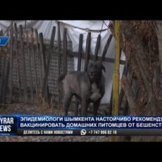 Эпидемиологи настоятельно рекомендуют вакцинировать домашних питомцев от бешенства