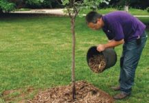 Как подкормить яблони осенью?