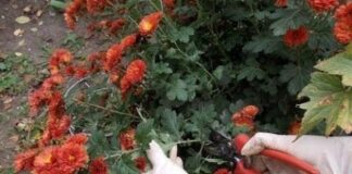 Кусты цветущих хризантем