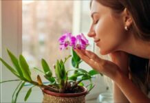 Добрый климат цветов