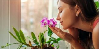 Добрый климат цветов