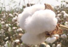 В Жетысайском районе Туркестанской области активно идет сбор хлопка