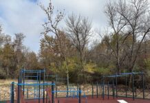 В дендропарке Шымкента высадили 400 сосен и установили полив