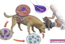 Эхинококкоз? Боже, упаси!