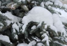 Сибирский антициклон принесёт морозы и туманы