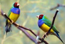 В Шымкенте прошла выставка уникальных птиц