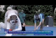 Грозит ли Шымкенту нашествие квадроберов?