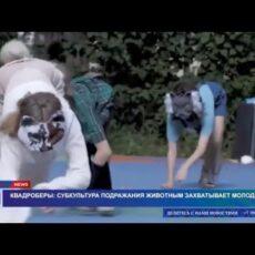 Грозит ли Шымкенту нашествие квадроберов?