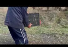 Продажу львёнка на рынке Шымкента предотвратили полицейские