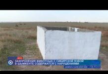 Захоронения животных с сибирской язвой в Шымкенте содержатся с нарушениями