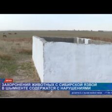 Захоронения животных с сибирской язвой в Шымкенте содержатся с нарушениями