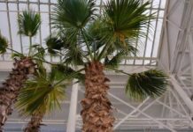 В Туркестане появится ботанический сад