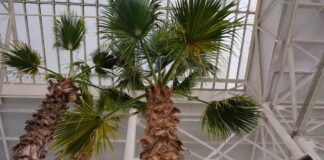 В Туркестане появится ботанический сад