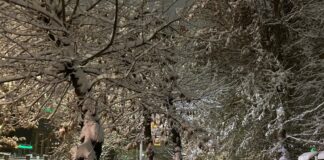 В Шымкенте ожидается снег и плюсовая температура: погода на 3 дня