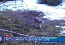Туркестанские рыси попали на фотоловушки