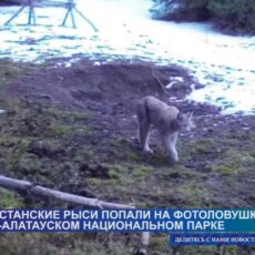 Туркестанские рыси попали на фотоловушки
