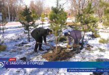 Люди объединяются, чтобы снова сделать Шымкент зеленым городом