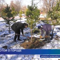 Люди объединяются, чтобы снова сделать Шымкент зеленым городом