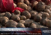 Миллионные потери: тонны картофеля гниют в вагонах