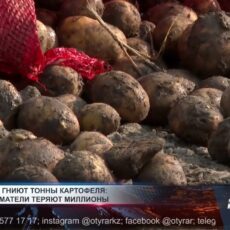 Миллионные потери: тонны картофеля гниют в вагонах